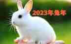 2023年乡林业工作计划5篇