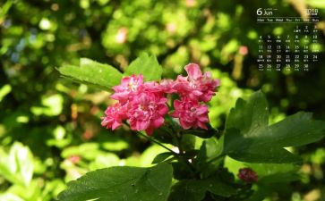 6月个人总结优秀5篇