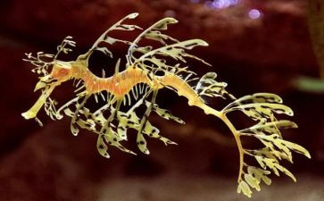 生物的调查报告6篇