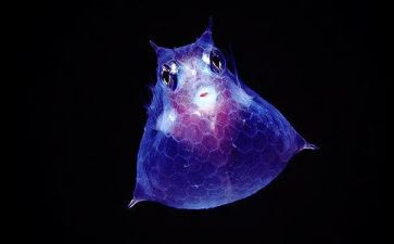 生物教师个人学期总结5篇