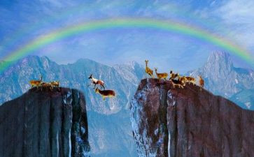 斑羚飞渡读后感5篇