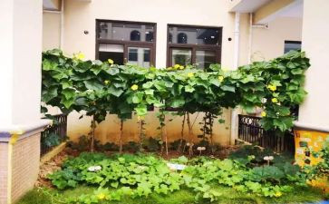 种菜作文8篇