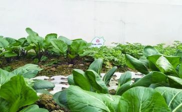 蔬菜仓心得体会7篇