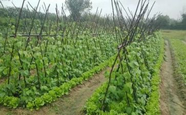 我爱吃菜小班教案6篇