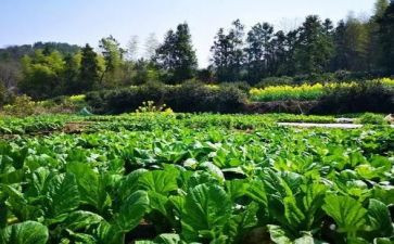 吃蔬菜的教案模板6篇