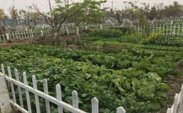 小菜园的作文400字7篇