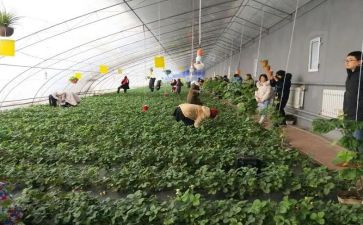 采摘游活动方案最新8篇