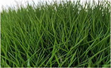 折草莓教案5篇