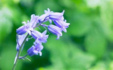 小班草教案反思6篇
