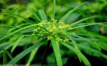 草的随想作文优质7篇