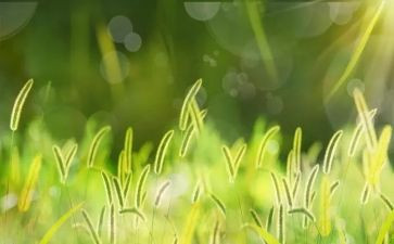 参观蒙草心得体会5篇