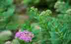 《草房子》的读后感100字5篇