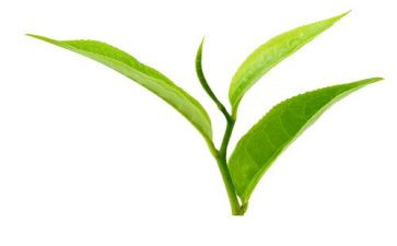 茶幼儿教案推荐8篇