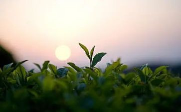 茶的心得体会100字通用8篇