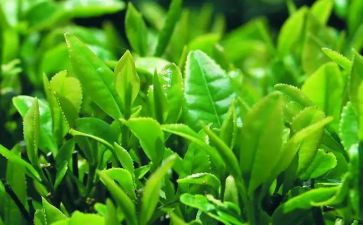 关于茶的工作总结参考8篇