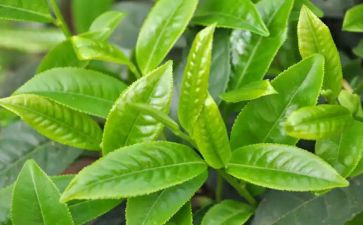 喝下午茶作文8篇
