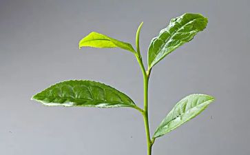 上茶艺课心得体会6篇