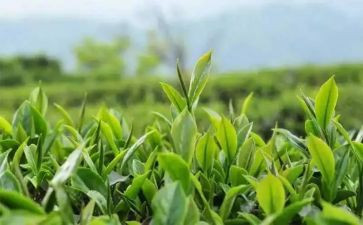 茶销售员的工作总结参考8篇