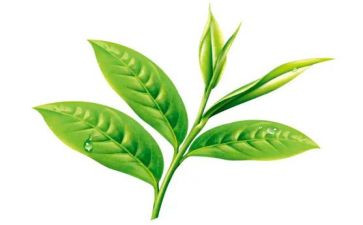 茶的心得体会100字5篇