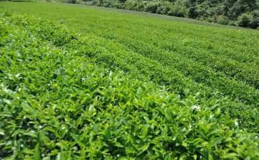 做奶茶作文7篇