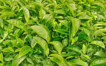 茶销售员的工作总结优质6篇
