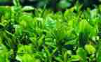 茶主题教案精选6篇