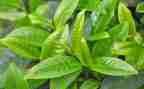 喝下午茶作文8篇