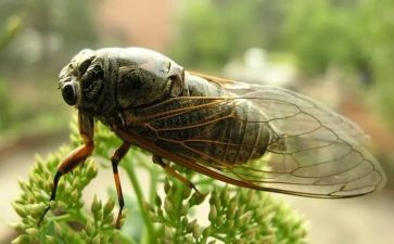 蝉精品教案模板5篇