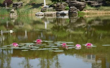 荷花池塘作文模板8篇