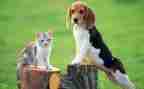 养宠物猫的作文6篇