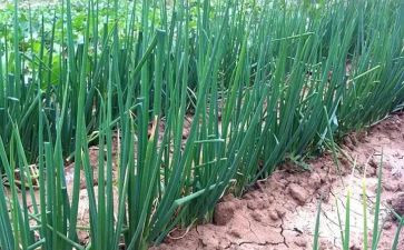 大班科学葱和蒜教案5篇