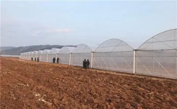 租大棚的合同优质7篇