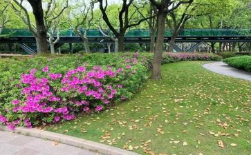 杜鹃花优秀作文8篇