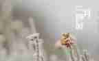 十二月中班工作总结6篇