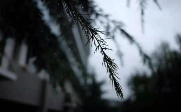 风雨过后作文600字7篇