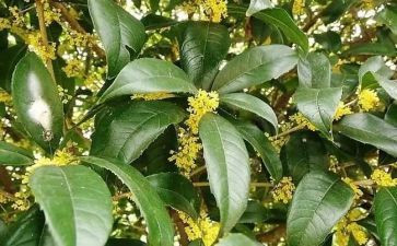 摇桂花小作文优秀5篇