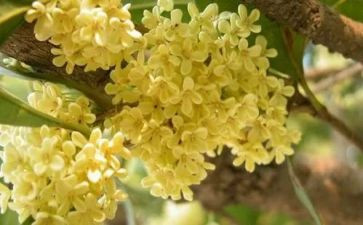 写桂花树的作文400字优秀5篇