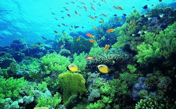 读后感海底两万里500字参考7篇
