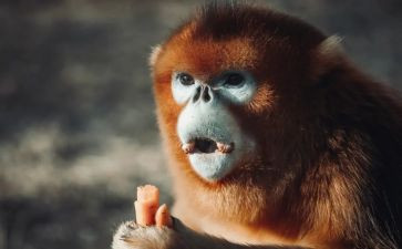 小猴摘桃的教案6篇