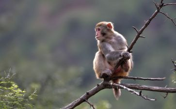 猴子中班教案8篇