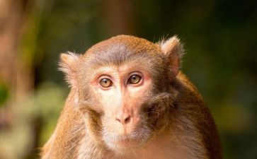 狗和猴大班语言教案模板5篇