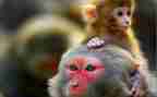 幼儿园大班关于猴的教案通用8篇