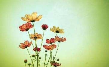 花与爱丽丝观后感5篇