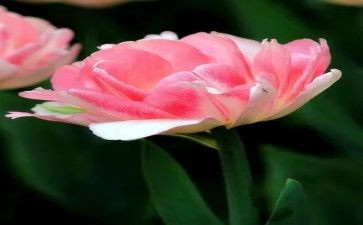 花与少年演讲稿6篇