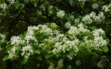 棉花采购合同5篇