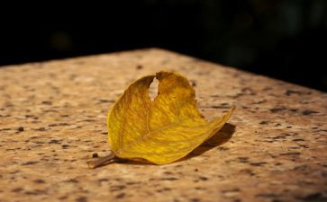 怀念作文800作文参考5篇