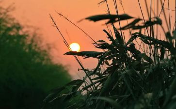 怀念的秋天读后感参考5篇