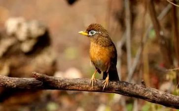 《画眉》的读后感6篇