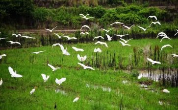 环境报告调查报告范文模板5篇