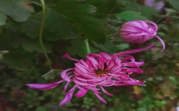 菊与刀第九章读后感8篇